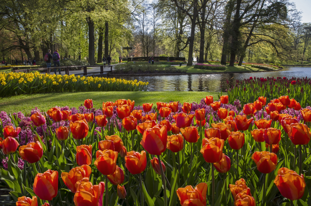 Keukenhof  – Zahrada holandských tulipánů